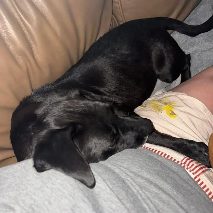 Colby Jack thumbnail 5