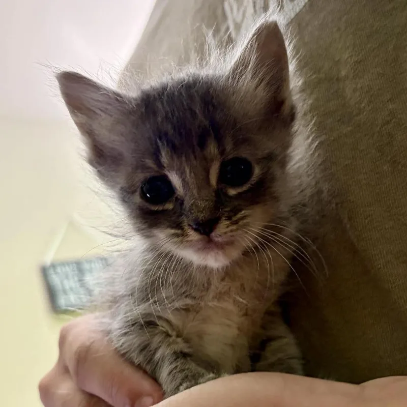 A baby small-sized female Gray / Blue / Silver Domestic Medium Hair cat named Velma for adoption in Pine Mountain, GA