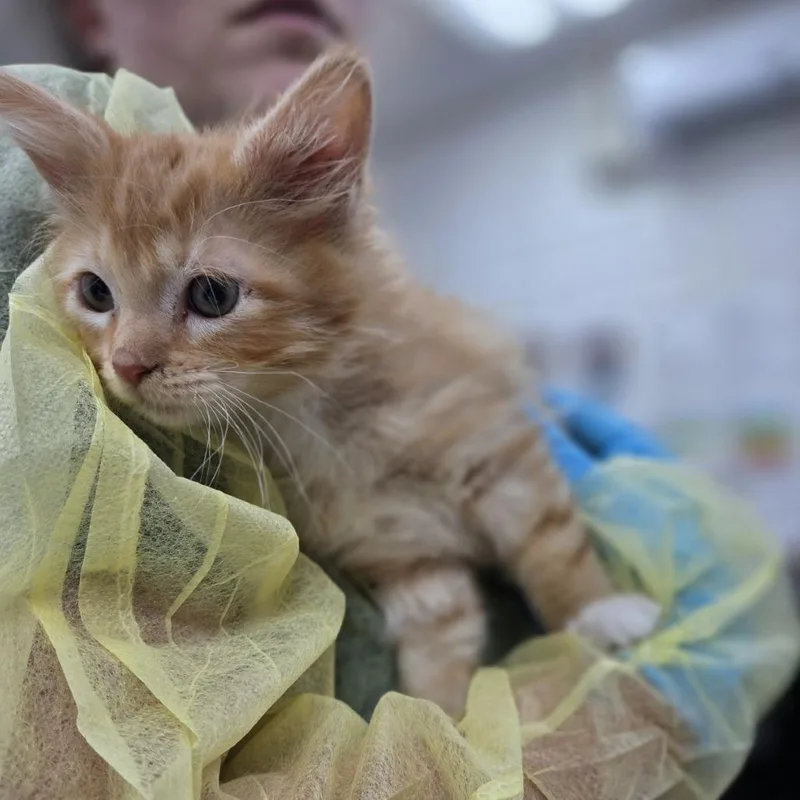 A baby small-sized male Orange / Red Domestic Long Hair cat named Cinna for adoption in Incline Village, NV