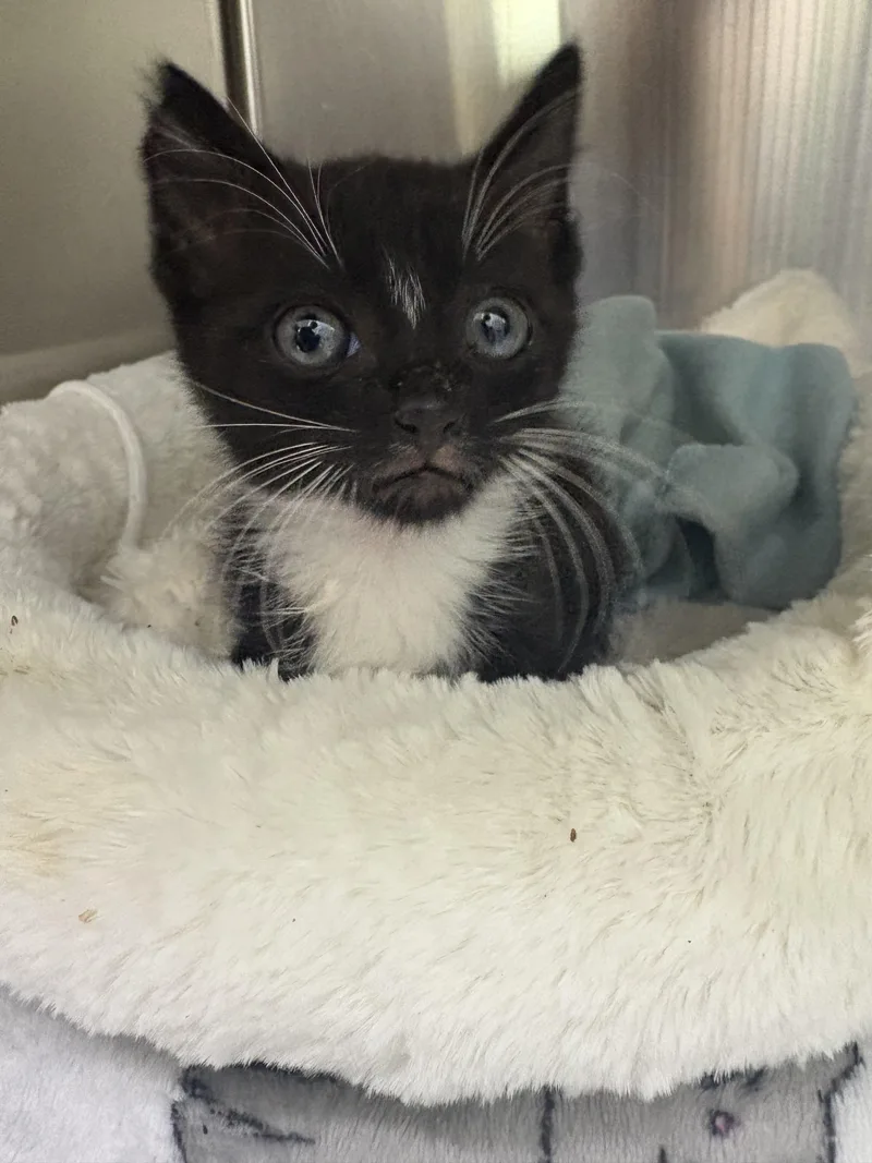 A baby medium-sized male Black & White / Tuxedo Domestic Short Hair cat named Sheldon for adoption in Blue Springs, MO