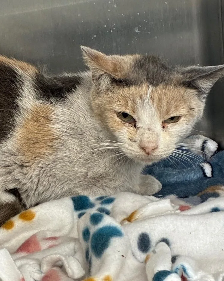 A young small-sized female Domestic Short Hair cat named Haven for adoption in Hartsville, SC