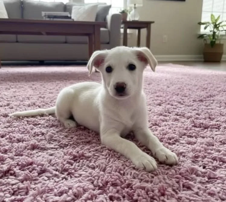 A baby medium-sized female White / Cream Labrador Retriever dog named Sadie for adoption in Pleasant Valley, NY