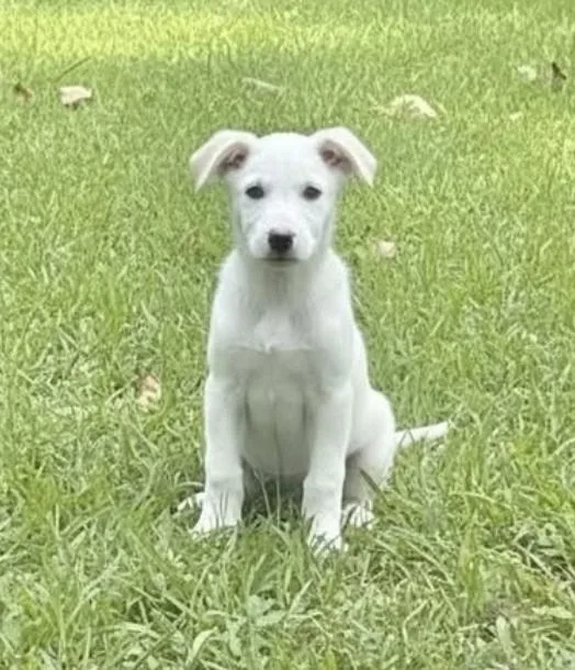 Sadie thumbnail 2