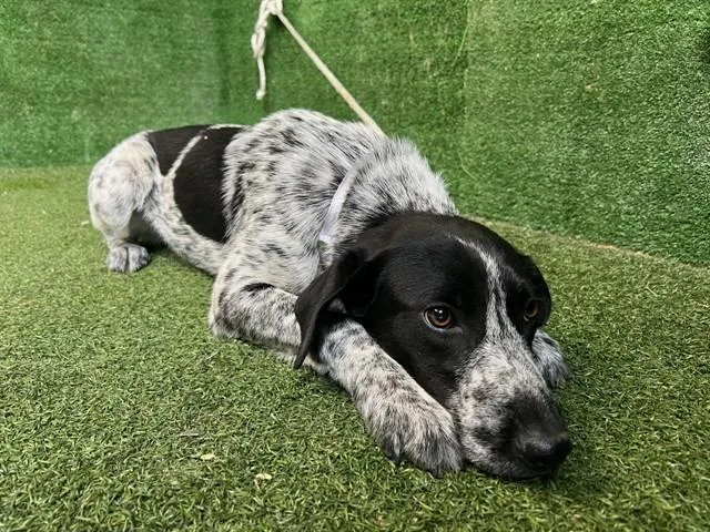 A young small-sized female Australian Cattle Dog / Blue Heeler dog named Lena for adoption in Lancaster, CA