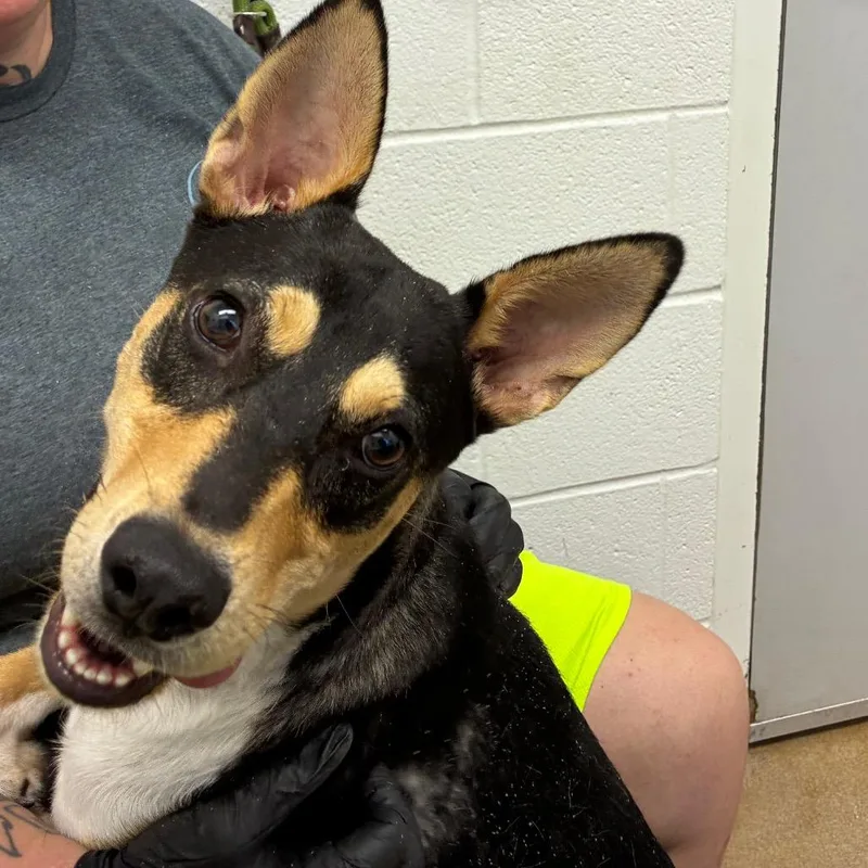 A young medium-sized male Black Shepherd dog named Tito for adoption in Corpus Christi, TX