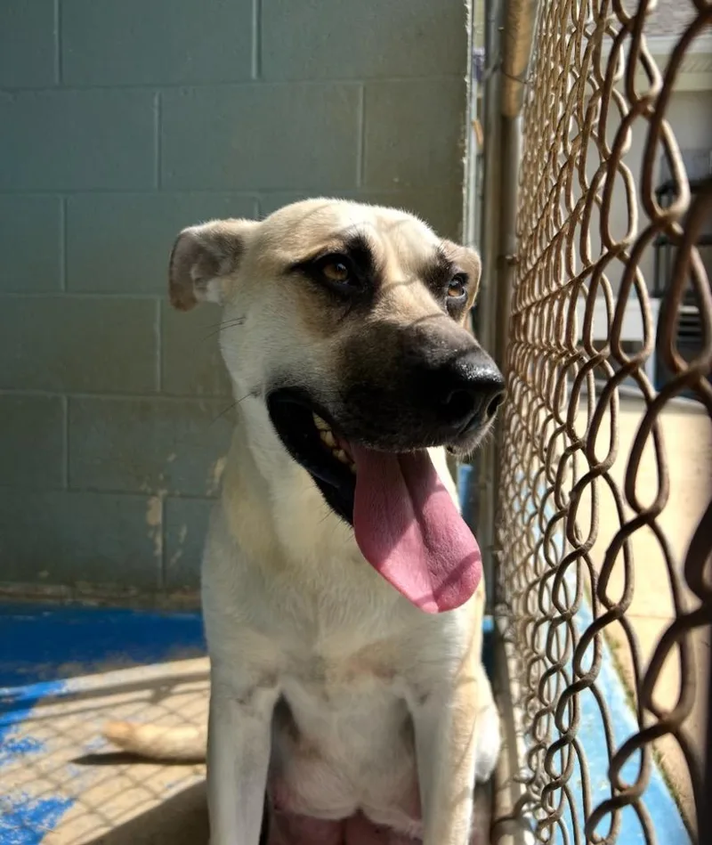 A young medium-sized female Mixed Breed dog named Aphrodite for adoption in Danielsville, GA