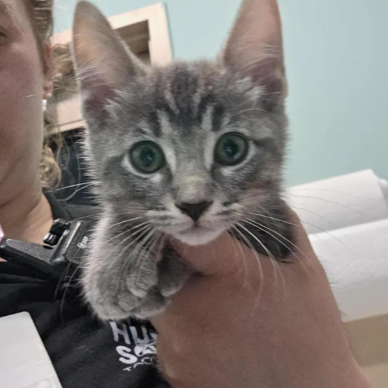 A baby small-sized male Gray / Blue / Silver Domestic Short Hair cat named Ashe for adoption in Tacoma, WA