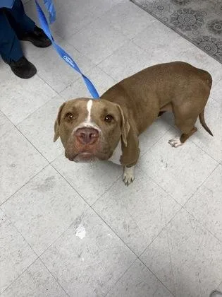 An adult large-sized female American Staffordshire Terrier dog named Gingersnap for adoption in San Antonio, TX