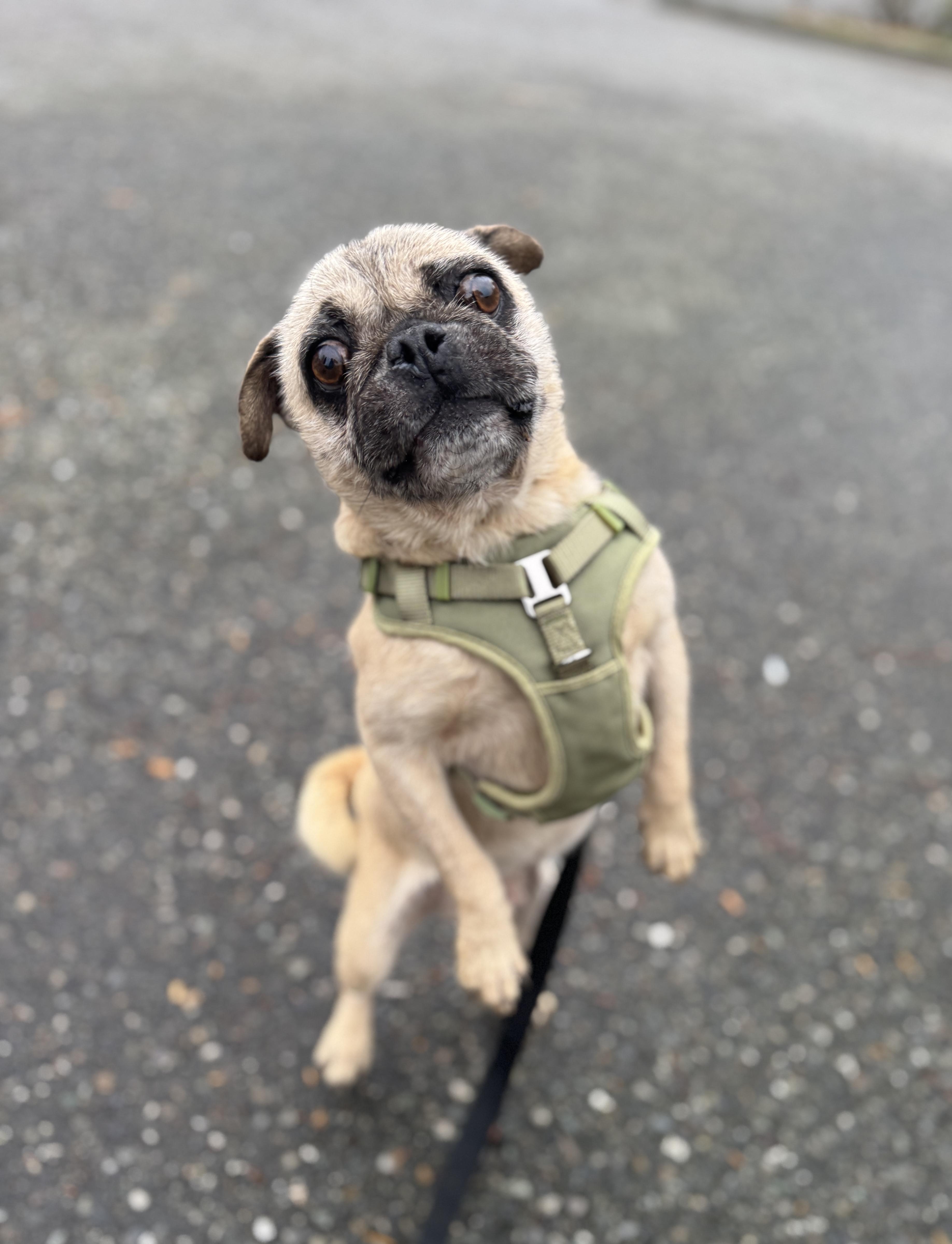 An adult small-sized male Pug dog named Hardy for adoption in lynnwood , WA