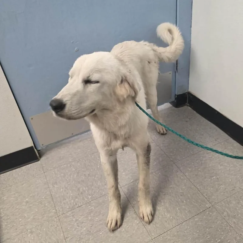 A young medium-sized female White / Cream Great Pyrenees dog named Moonlight for adoption in Bastrop, TX