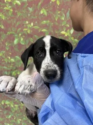 A young small-sized male Retriever dog named Bits for adoption in San Antonio, TX