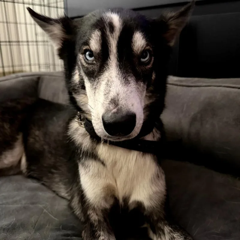 A baby medium-sized female Black Husky dog named Cleo for adoption in The Colony, TX