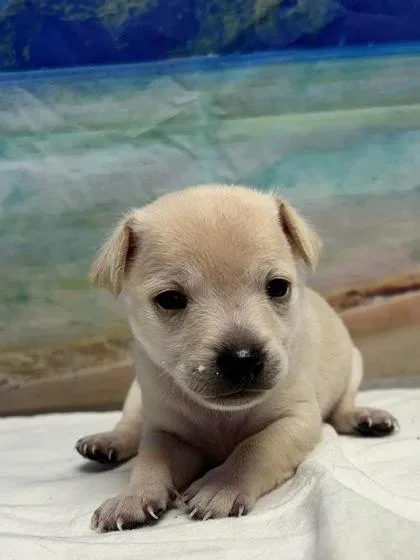 A baby small-sized female Chihuahua dog named Lulu for adoption in San Antonio, TX