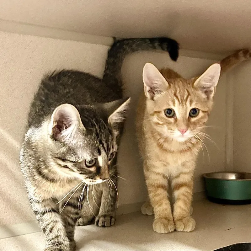 A baby small-sized male Orange / Red Domestic Short Hair cat named Annabelle & Dexter for adoption in Denison, TX