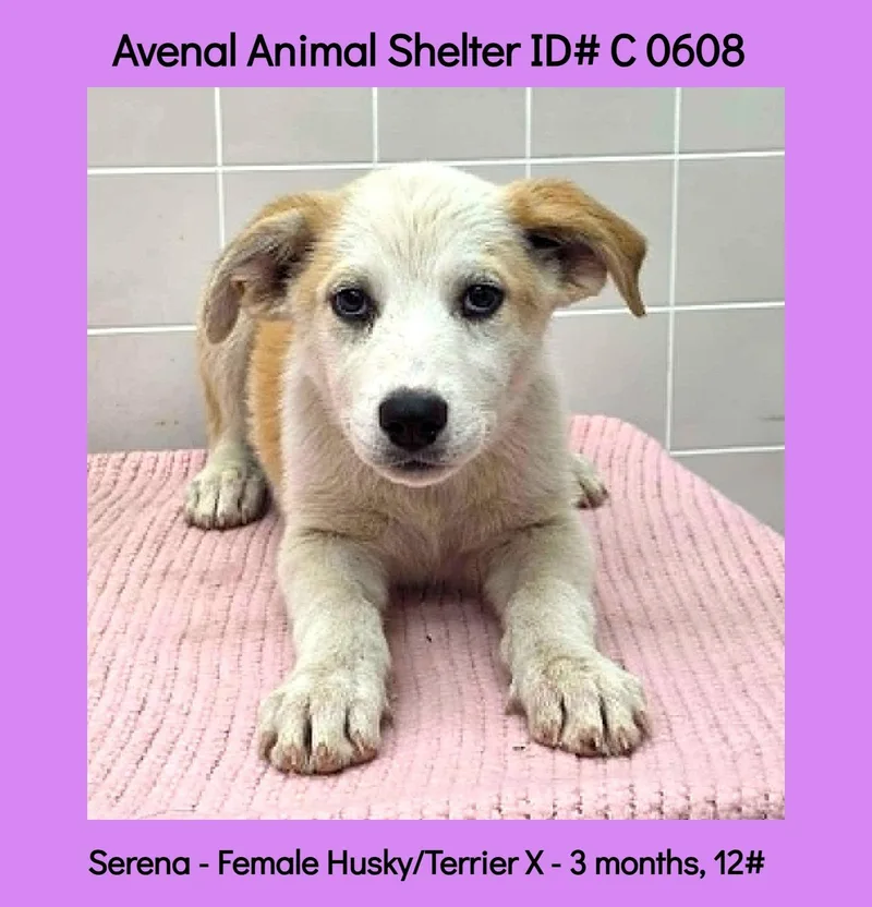 A baby medium-sized female White / Cream Husky dog named Serena for adoption in Avenal, CA