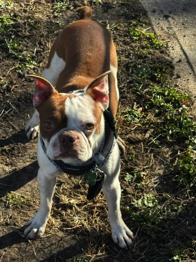 Kirby In Ne thumbnail 3