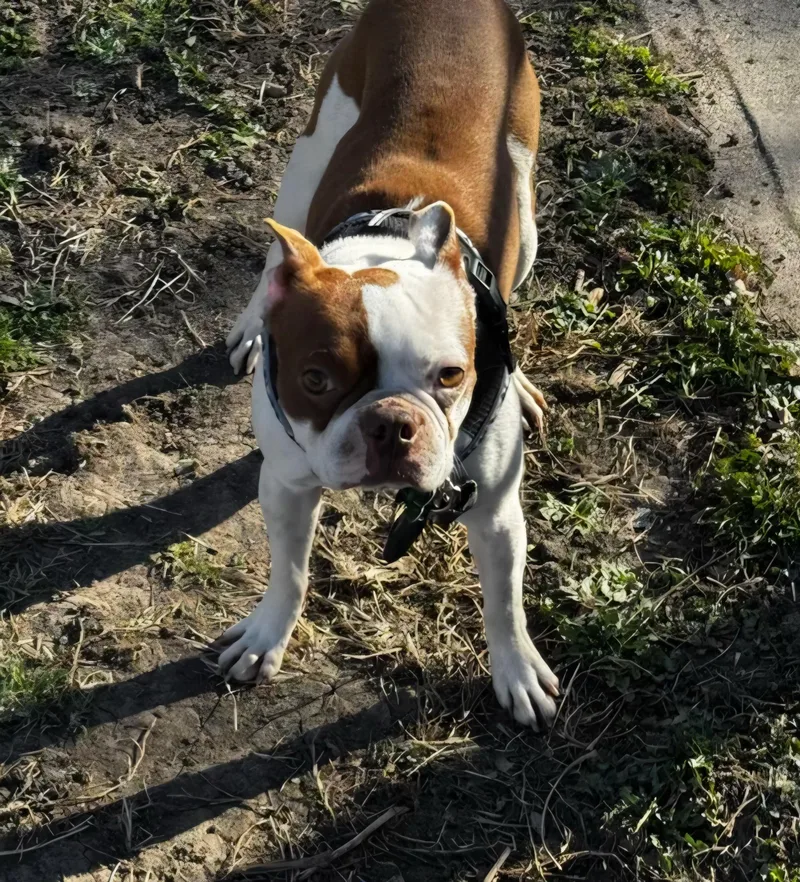 Kirby In Ne thumbnail 5