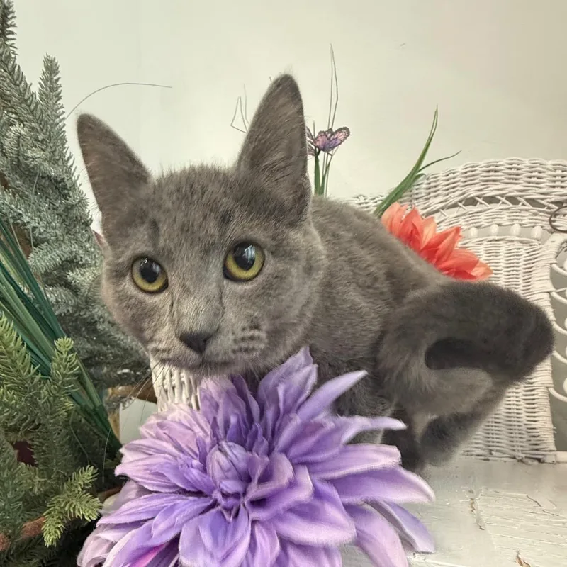 A baby medium-sized female Gray / Blue / Silver Domestic Short Hair cat named Smokeshow for adoption in Eaton Rapids, MI
