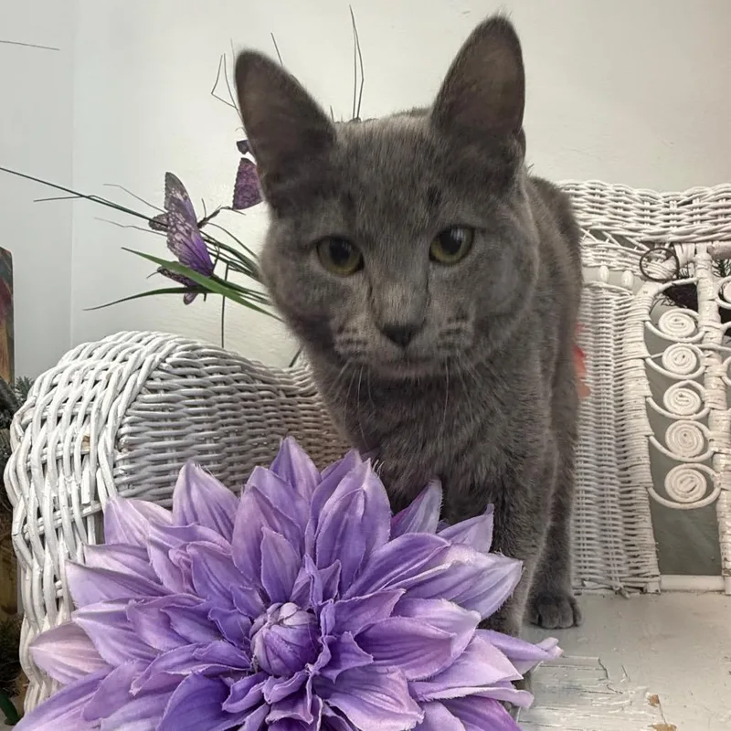 Smokeshow thumbnail 2