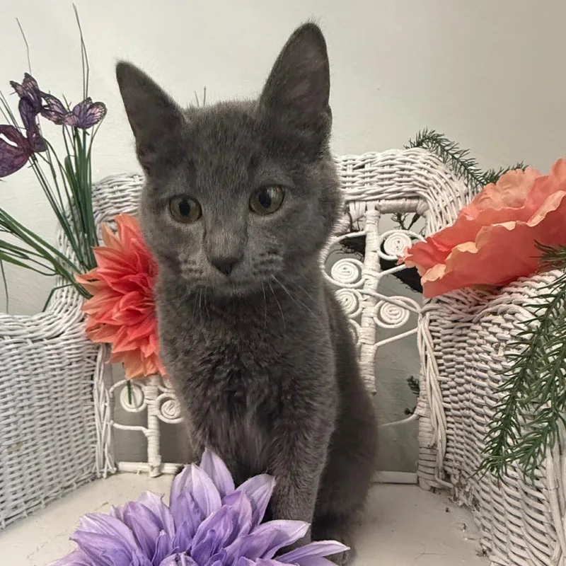 Smokeshow thumbnail 3