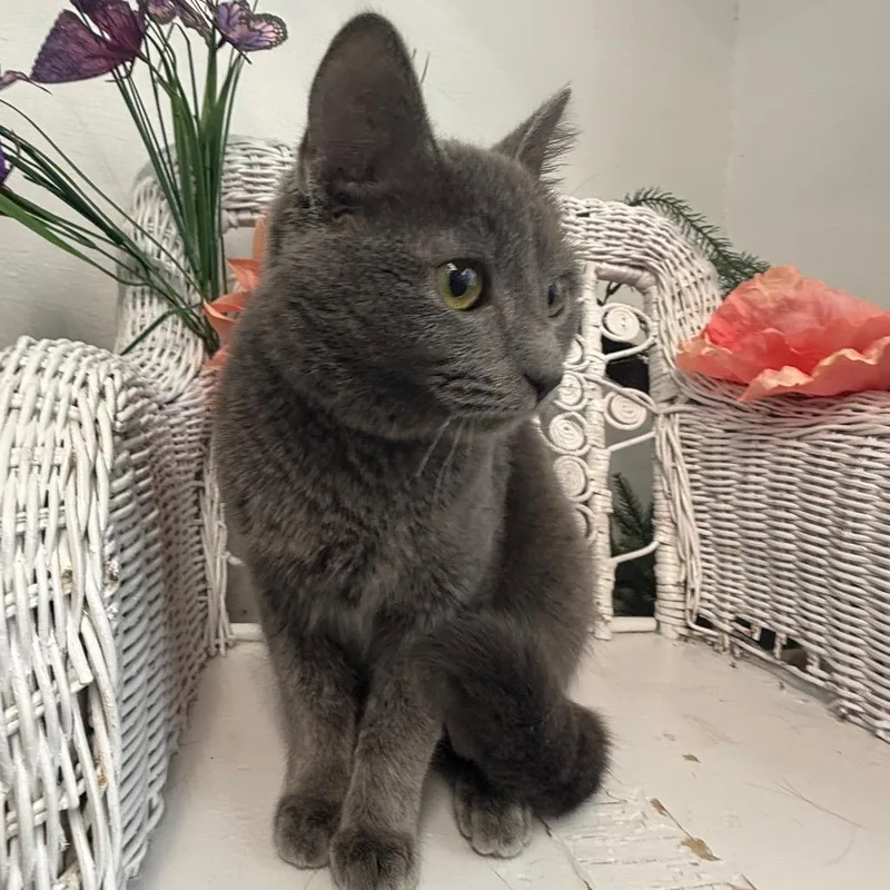 Smokeshow thumbnail 4