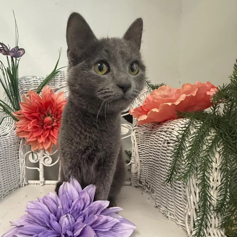 Smokeshow thumbnail 5