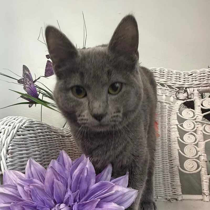 Smokeshow thumbnail 6