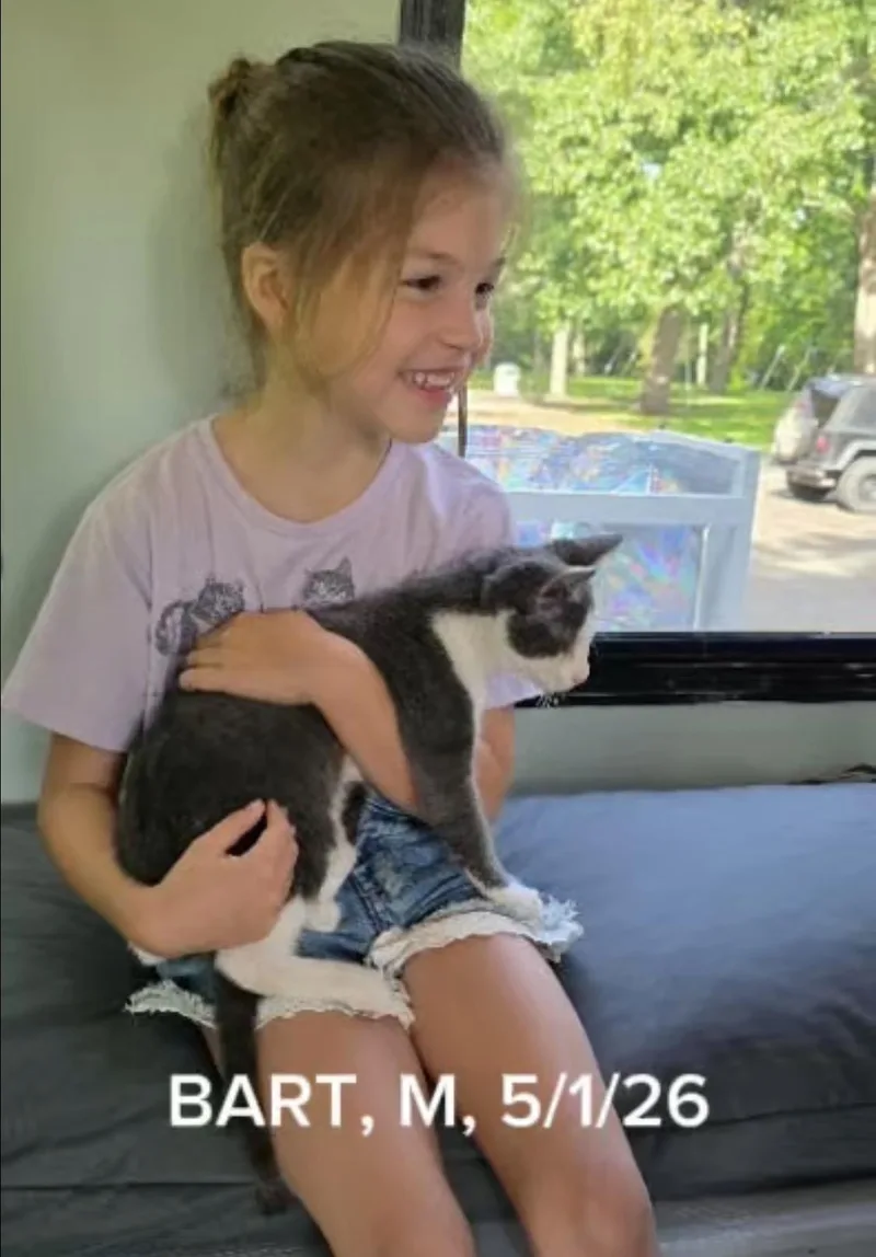 A baby small-sized male Domestic Short Hair cat named Bart for adoption in Shrewsbury, MA