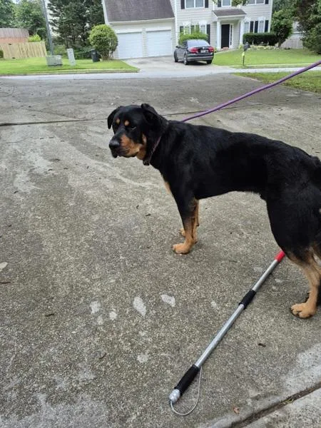 An adult large-sized male Rottweiler dog named Pen  Bubblegum for adoption in Lawrenceville, GA