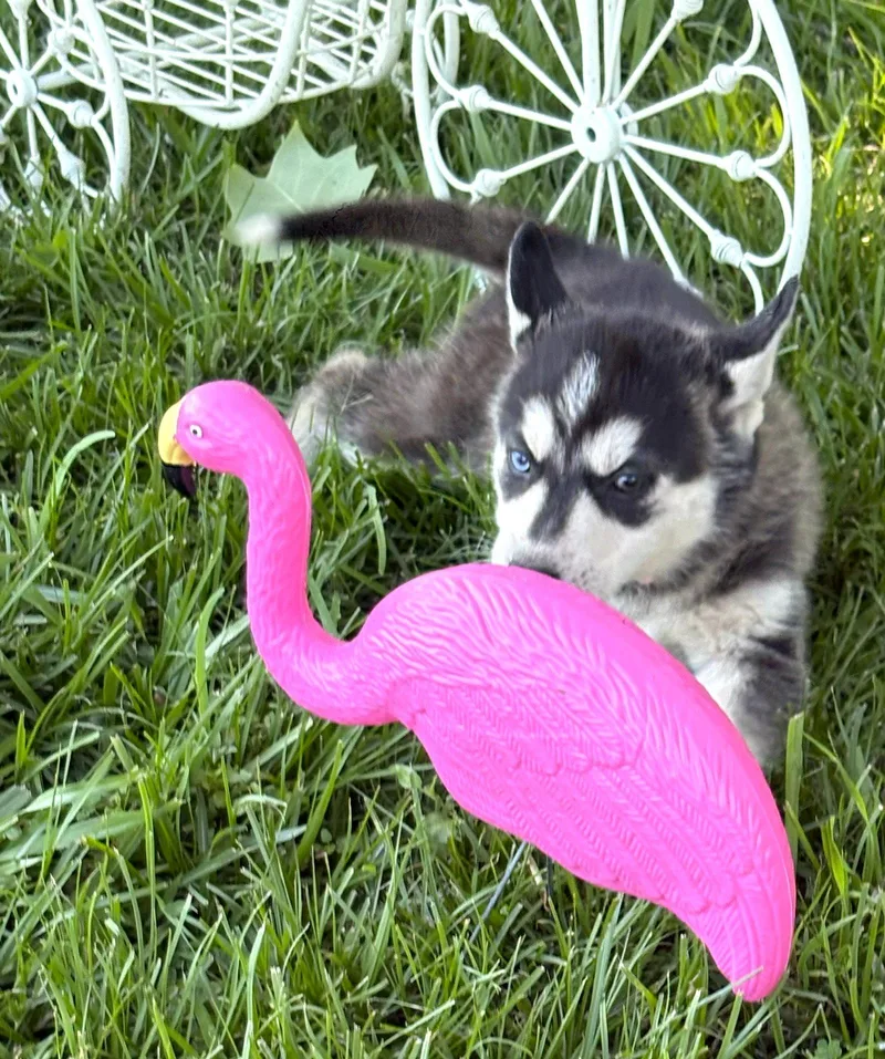A baby large-sized female Husky dog named Breezewksspay Contract Required$ for adoption in Holly Hill, SC