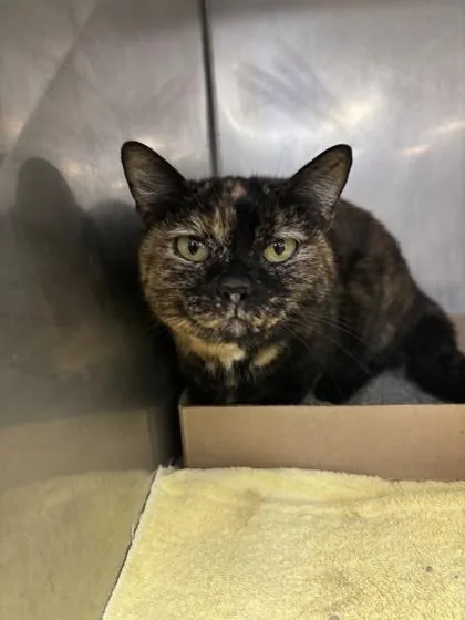A senior small-sized female Tortoiseshell Domestic Short Hair cat named Cocoa for adoption in Lafayette, IN