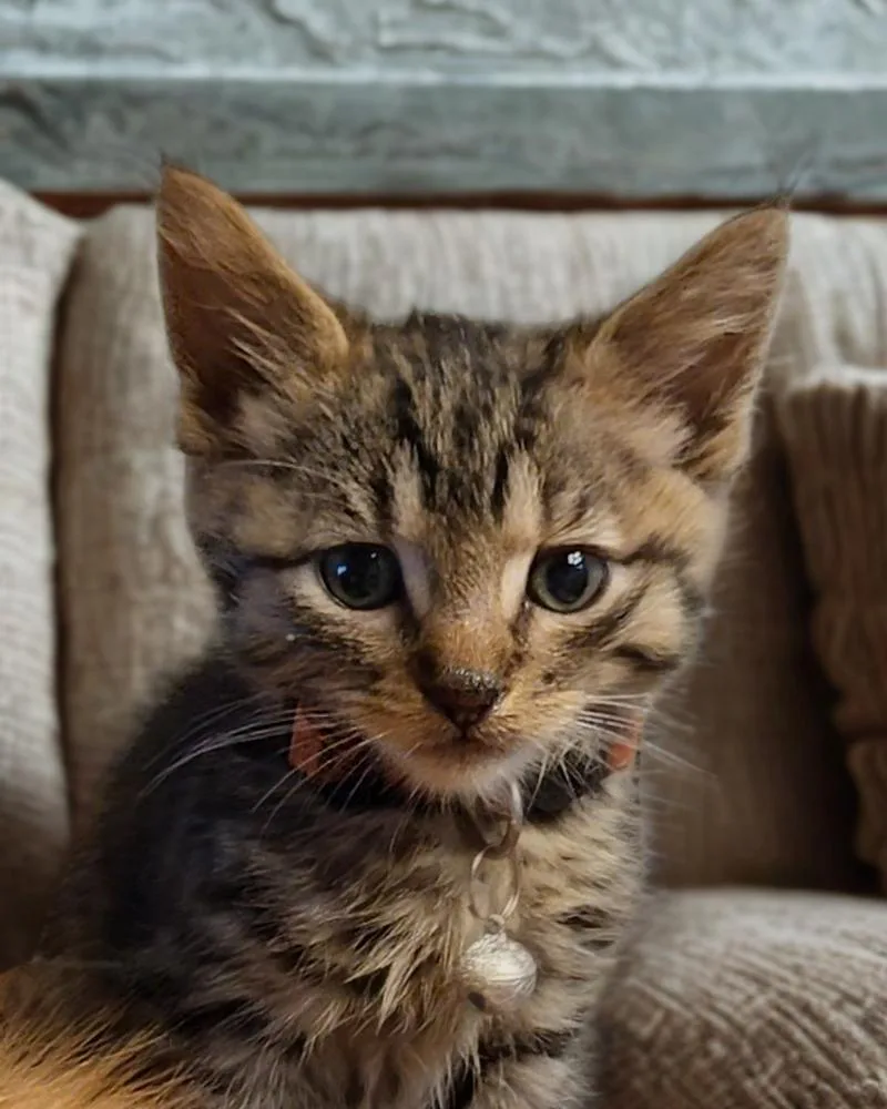 A baby small-sized male Brown / Chocolate Domestic Medium Hair cat named Ayion for adoption in Pacifica, CA
