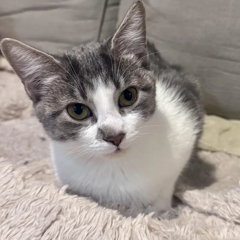 A young medium-sized female Gray & White American Shorthair cat named Myla for adoption in Philadelphia, PA