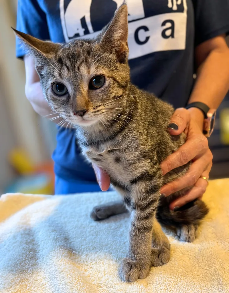 A baby medium-sized female Tabby (Brown / Chocolate) Domestic Short Hair cat named Granny Smith for adoption in Seville, OH
