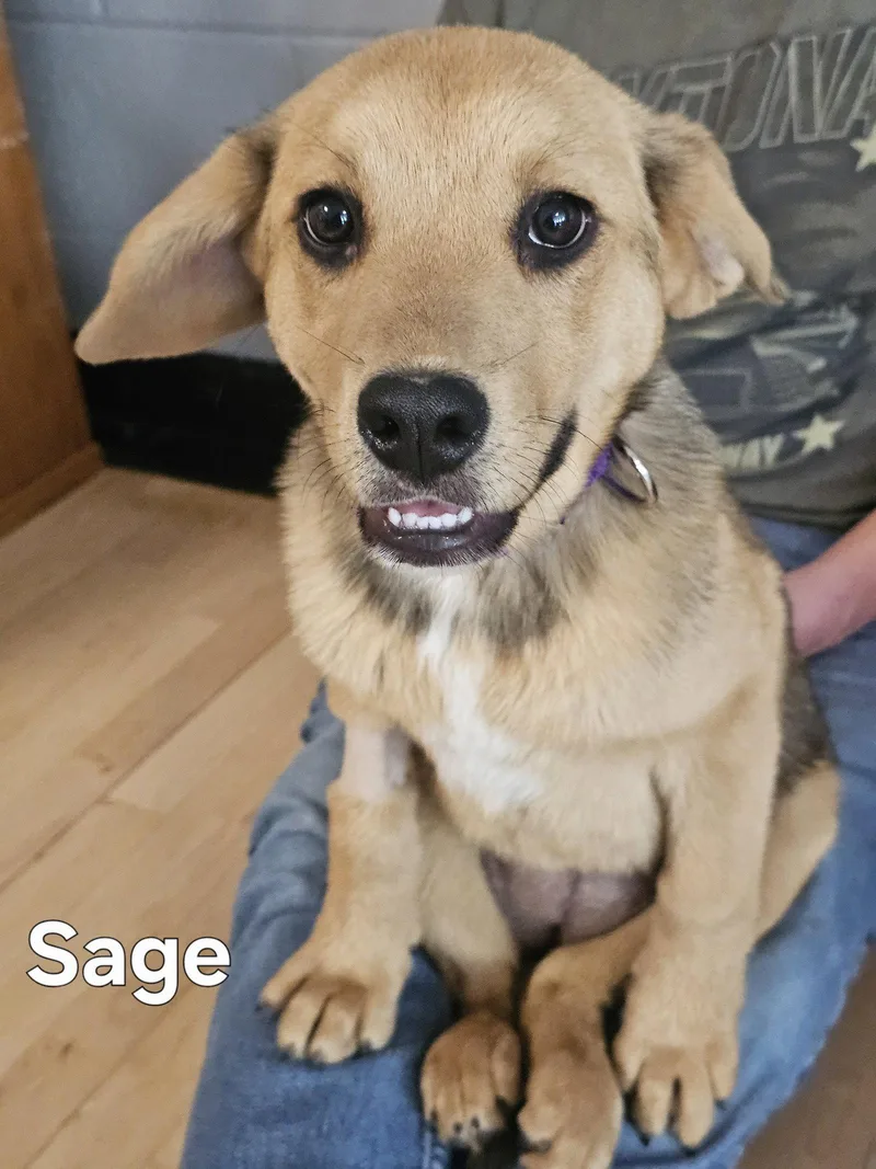 Puppy Sage thumbnail 2