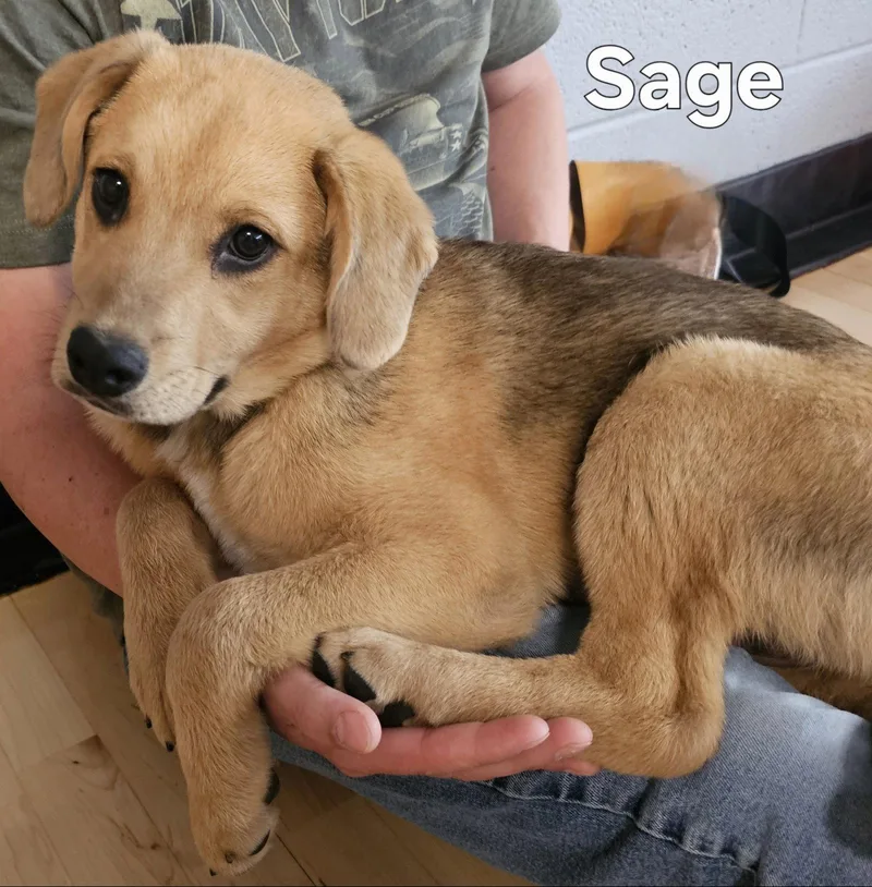 Puppy Sage thumbnail 3