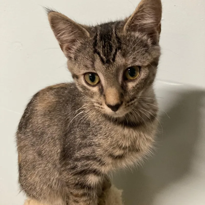 A baby medium-sized female Tabby (Buff / Tan / Fawn) Domestic Short Hair cat named Bb for adoption in Watkinsville, GA