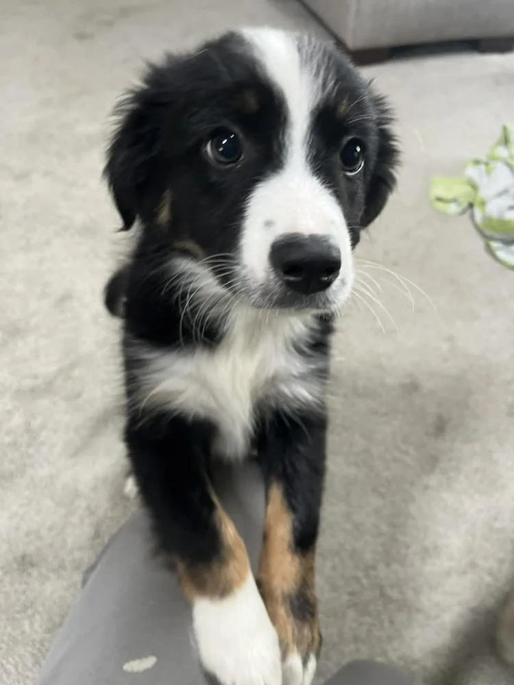 A baby small-sized male Tricolor (Brown, Black, & White) Border Collie dog named John for adoption in Ontario, CA
