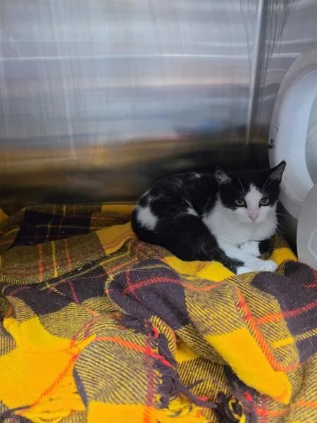 A baby medium-sized male Domestic Short Hair cat named Percy for adoption in Cleveland, TN
