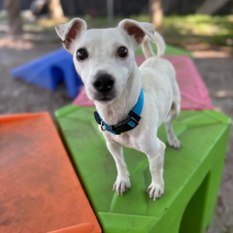 An adult small-sized male White / Cream Terrier dog named Wilson for adoption in Port Richey, FL