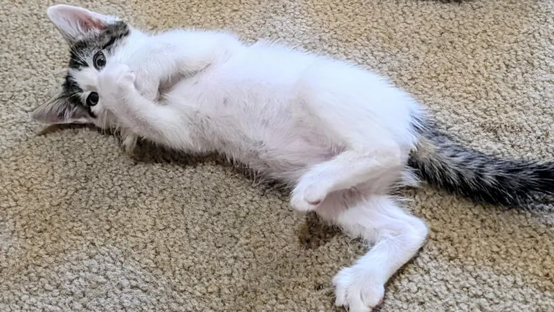 A baby small-sized male White Domestic Short Hair cat named Tempo Crescendo for adoption in Chandler, AZ