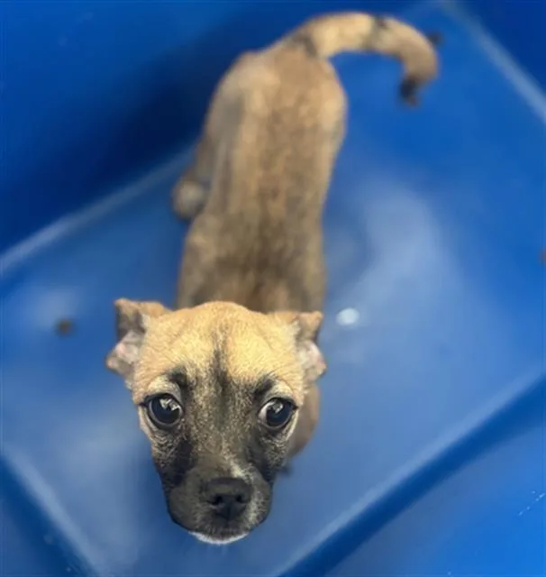 A baby small-sized male Mixed Breed dog named Quito for adoption in Dallas, TX