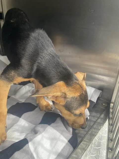 A baby medium-sized female Mixed Breed dog named Mahina for adoption in Dallas, TX
