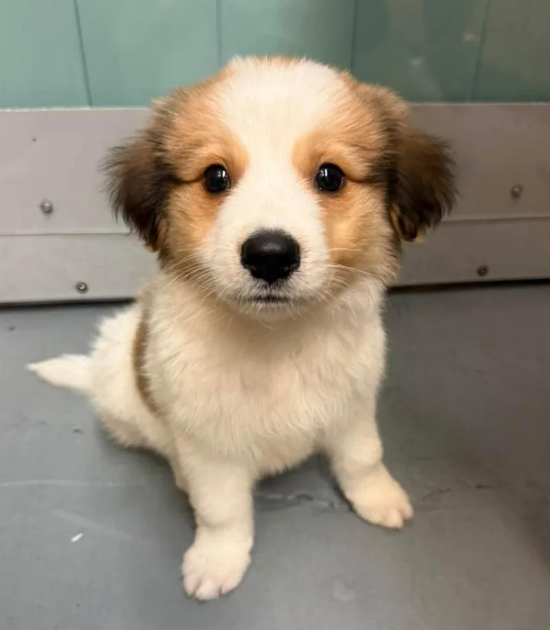 A baby medium-sized male Australian Shepherd dog named Sir Reginald Archibald Bartholomew for adoption in Warren, MI