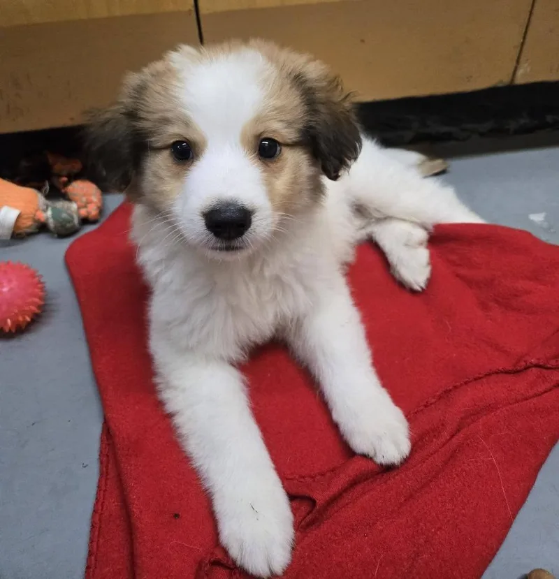 Sir Reginald Archibald Bartholomew thumbnail 5