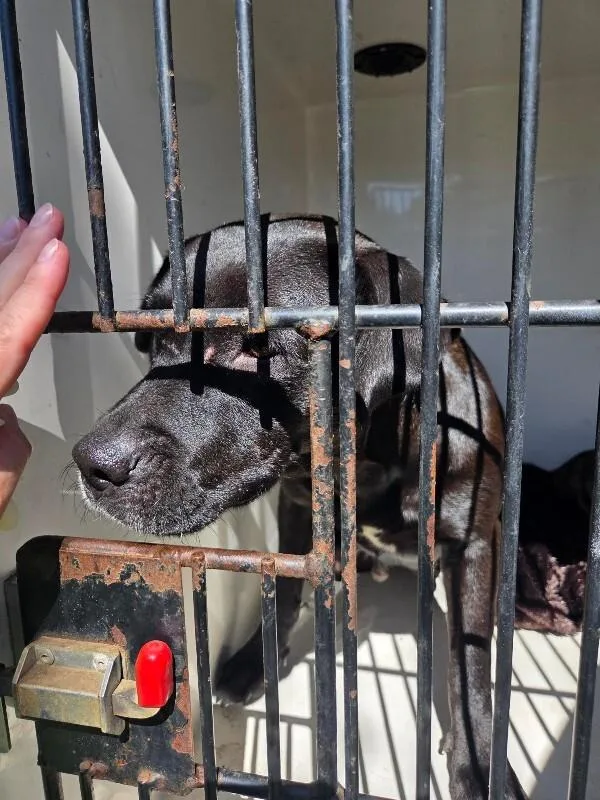 An adult medium-sized female Black Mixed Breed dog named Myra for adoption in Mobile, AL