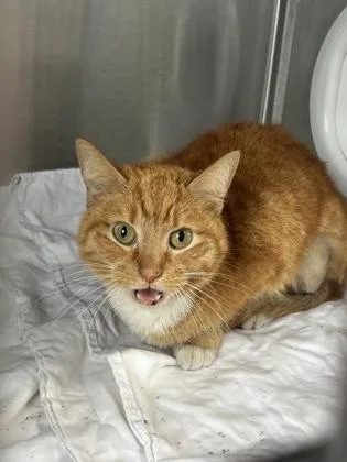 An adult small-sized female Domestic Short Hair cat named Orpheus for adoption in West Chester, PA