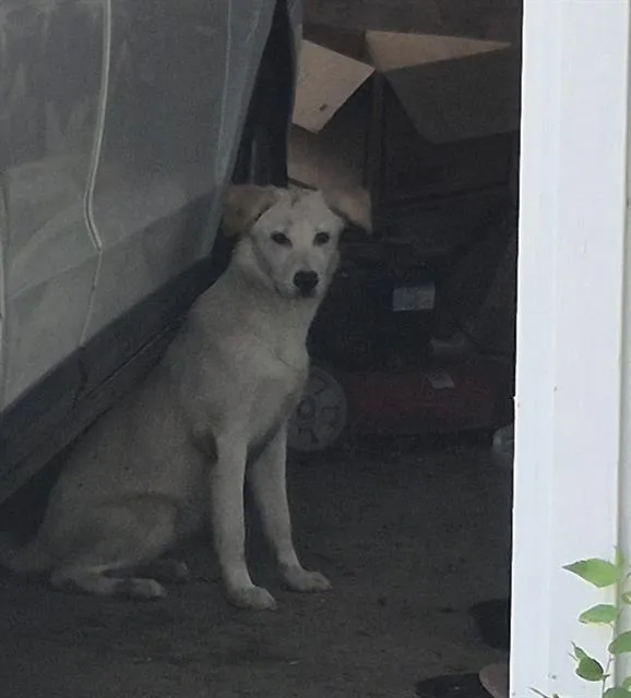 A young medium-sized female Labrador Retriever dog named Sofie for adoption in San Antonio, TX
