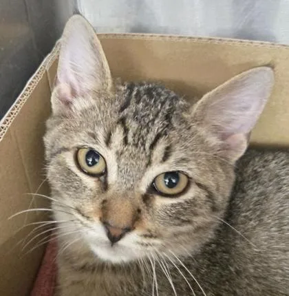 A young small-sized male Domestic Short Hair cat named Laney for adoption in River Ridge, LA