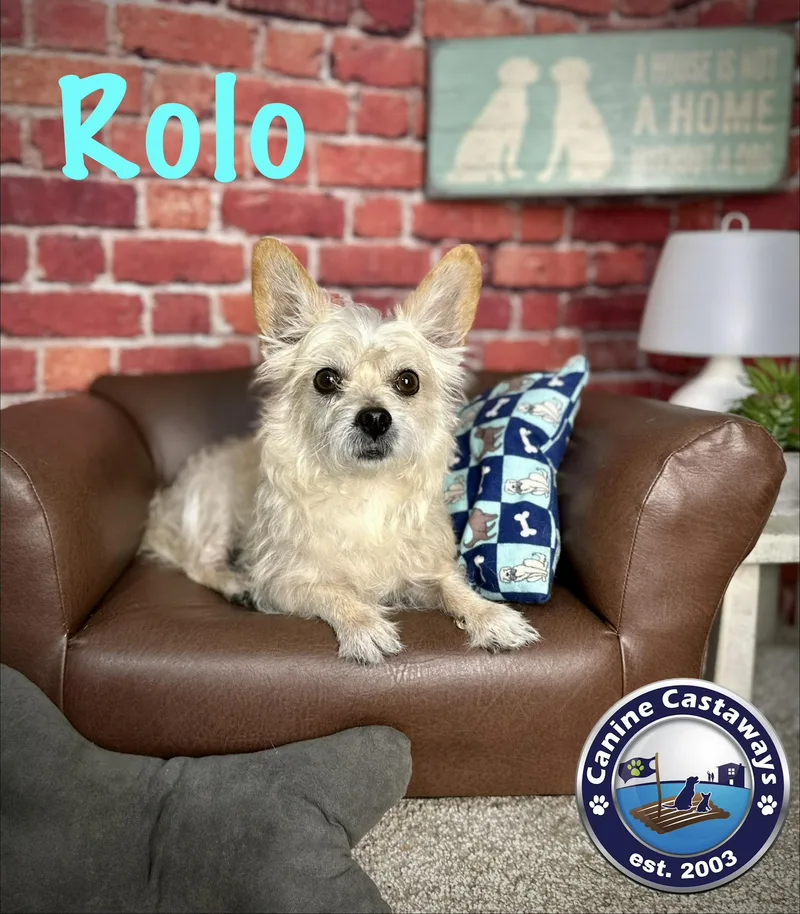 Rolo thumbnail 2